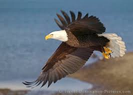 bald eagle in flight picture