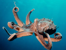 octopus pictures