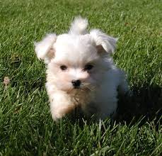 pup