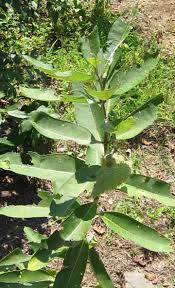 milkweed plant pictures