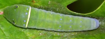 eastern tiger swallowtail caterpillar