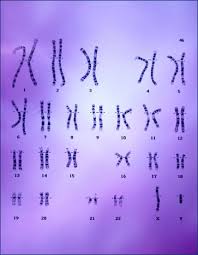 Back to Why the Y Chromosome