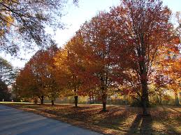 pictures pear trees