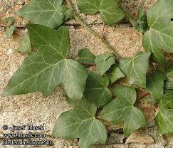 See full size image