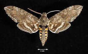 moth butterfly pictures