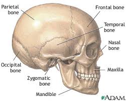 occipital bone skull