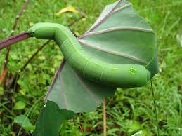 big green caterpillars