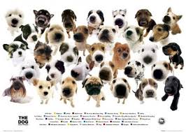 the dog