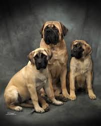 mastiff dogs
