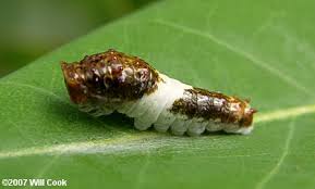 eastern tiger swallowtail caterpillar