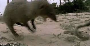 mongoose king cobra