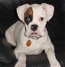 white boxer images