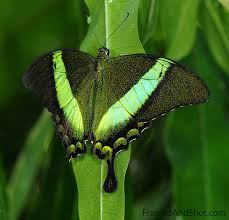 green swallowtail butterfly