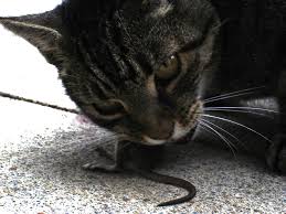 cat eats mouse