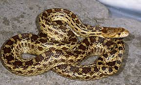 reptiles snakes
