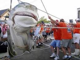 largest shark pictures