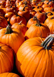 Pumpkin Patch at the Mall