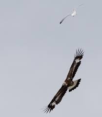 golden eagles bird