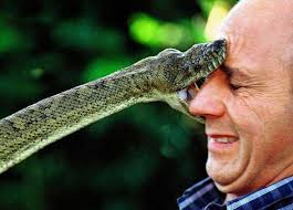 snakes images