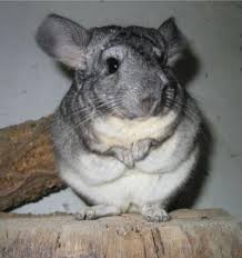 Chinchilla