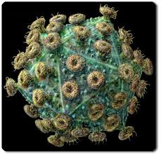 Human HIV neutralizing antibodies identified