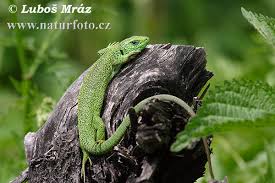 green lizard pictures