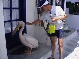 big birds