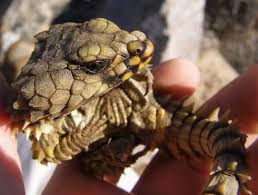 real dragon photo