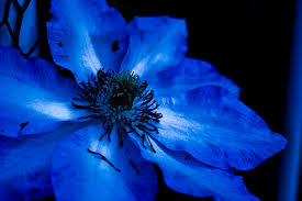 blue flower images