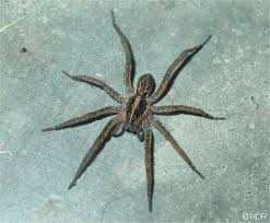 brown jumping spiders