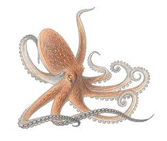 octopus pictures