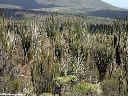 desert plants