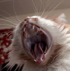 cat bites