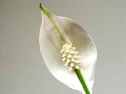 peace lily flower