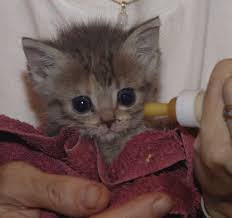 new born kittens