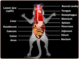 Anatomy and Physiology of Animals/Lymphatic System Rat-digestive-system