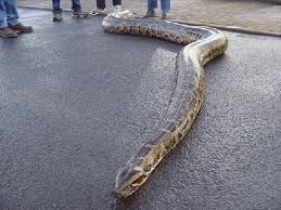 burmese python