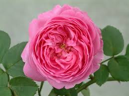 Roses Roses