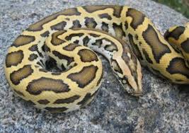 burmese python