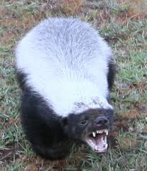 of the Week: Honey Badger