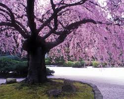 weeping cherry tree photo