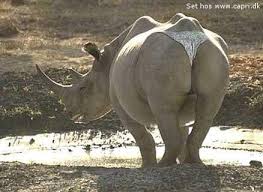 images?q=tbn:P-CLbDYkmPIbWM: