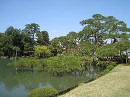 landscape pine trees