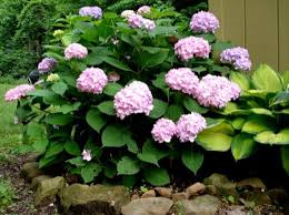 pictures hydrangeas