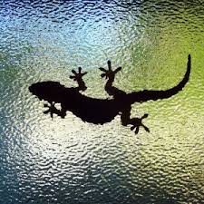 gecko-sxc.jpg