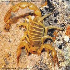 dangerous scorpions