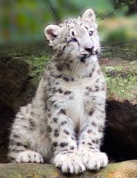 snow leopard