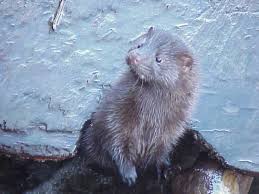 mink