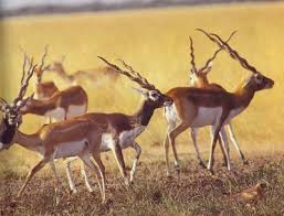 nagaur
