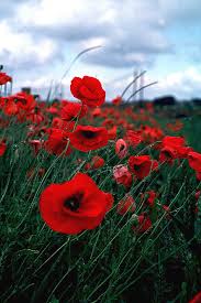ولا احلى من زهور الربيع Poppy-flowers-vivid-red-in-field-at-Musselburgh-Scotland-closeup-wet-1-OGS